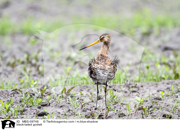 Uferschnepfe / black-tailed godwit / MBS-09748