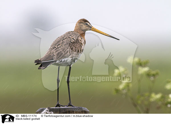 Uferschnepfe / black-tailed godwit / MBS-11174