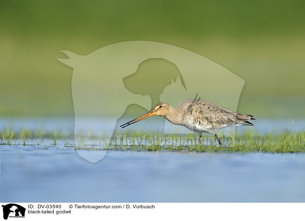 Uferschnepfe / black-tailed godwit / DV-03540