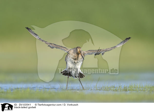 Uferschnepfe / black-tailed godwit / DV-03541