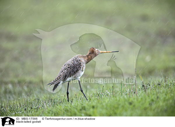 black-tailed godwit / MBS-17566