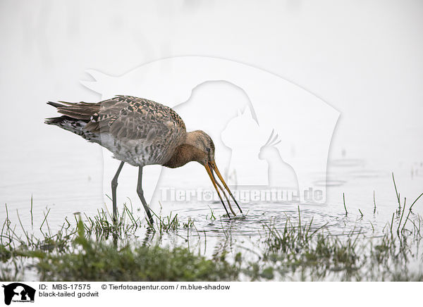 Uferschnepfe / black-tailed godwit / MBS-17575