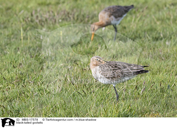 Uferschnepfen / black-tailed godwits / MBS-17578