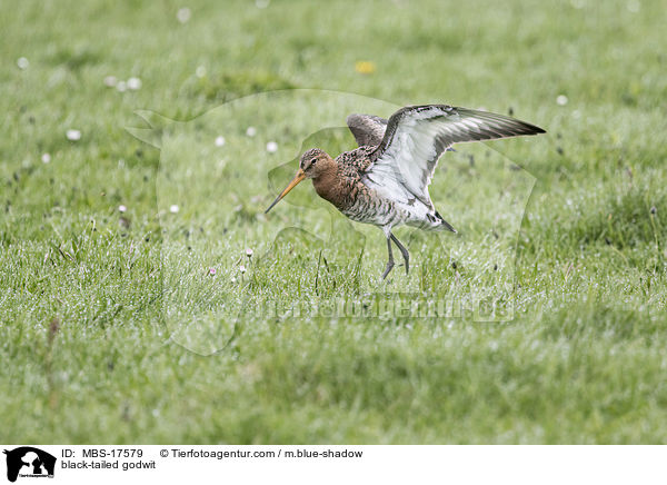 Uferschnepfe / black-tailed godwit / MBS-17579
