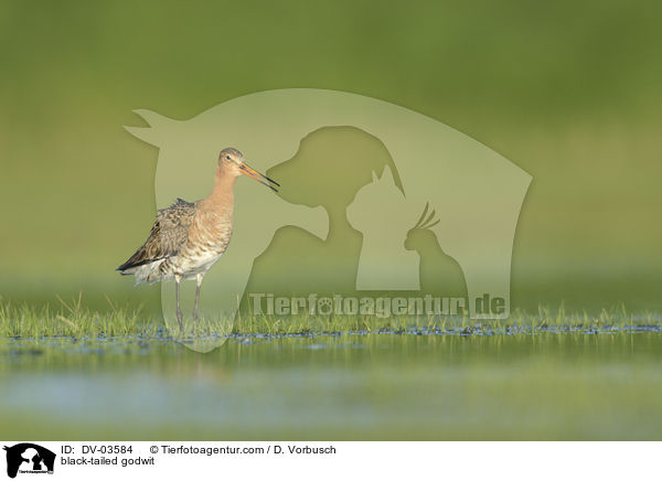 Uferschnepfe / black-tailed godwit / DV-03584