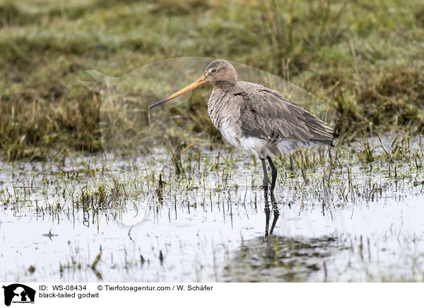 Uferschnepfe / black-tailed godwit / WS-08434