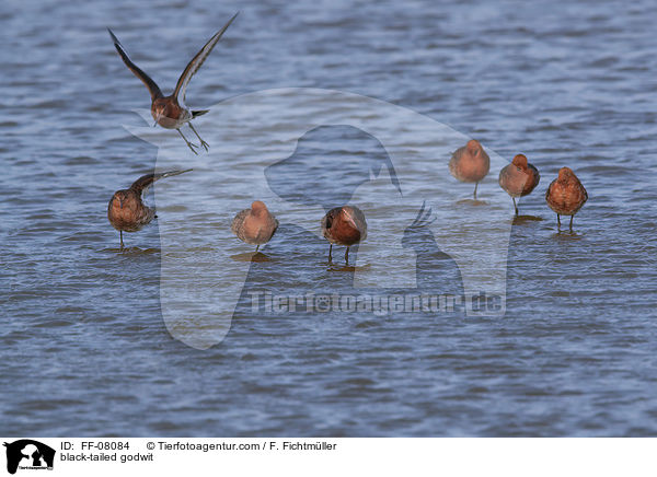 Uferschnepfen / black-tailed godwit / FF-08084