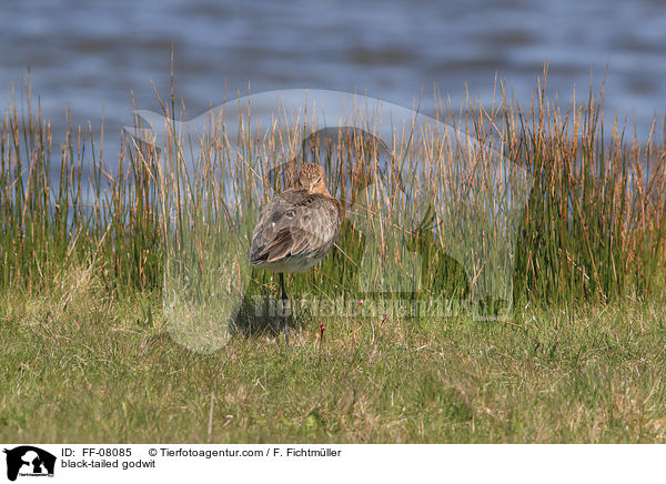 Uferschnepfe / black-tailed godwit / FF-08085