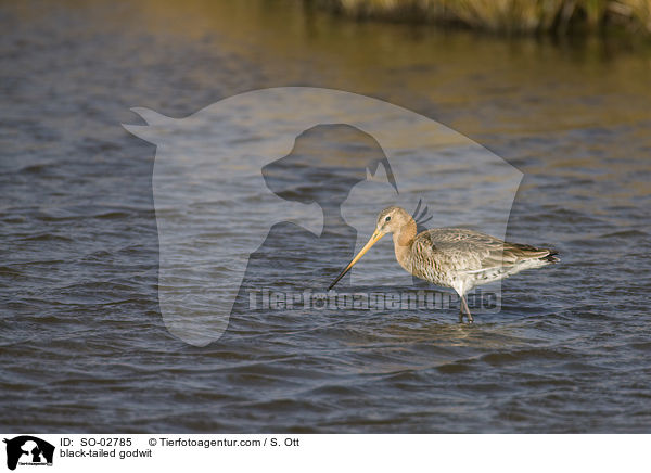 Uferschnepfe / black-tailed godwit / SO-02785