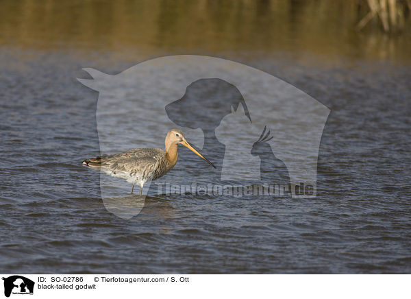 Uferschnepfe / black-tailed godwit / SO-02786