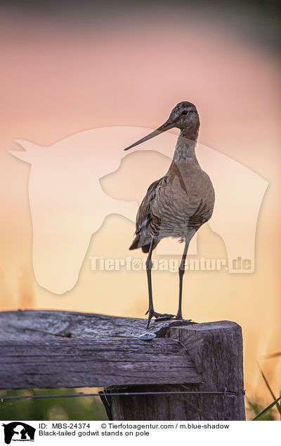 ferschnepfe steht auf Pfahl / Black-tailed godwit stands on pole / MBS-24374