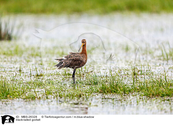 Uferschnepfe / black-tailed godwit / MBS-26328