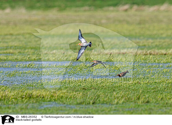 Uferschnepfen / black-tailed godwits / MBS-26352