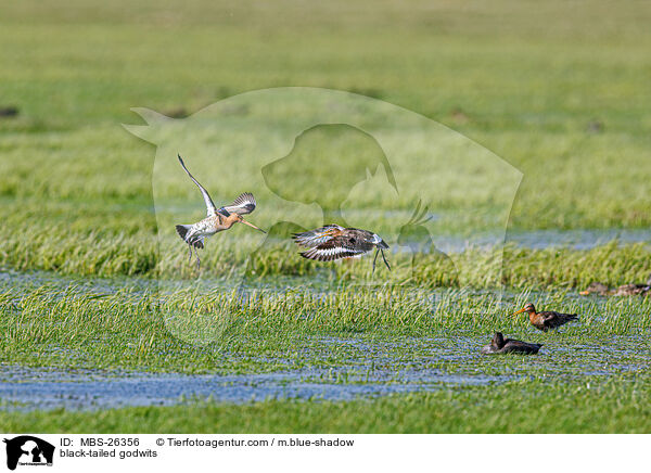 Uferschnepfen / black-tailed godwits / MBS-26356