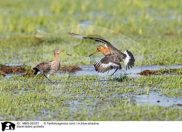 Uferschnepfen / black-tailed godwits / MBS-26357