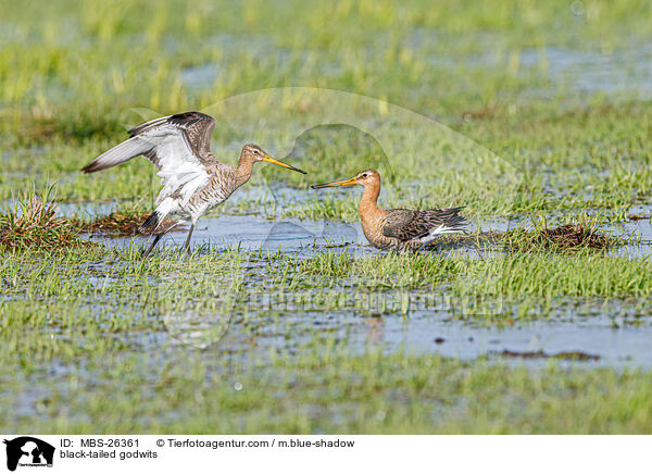 Uferschnepfen / black-tailed godwits / MBS-26361