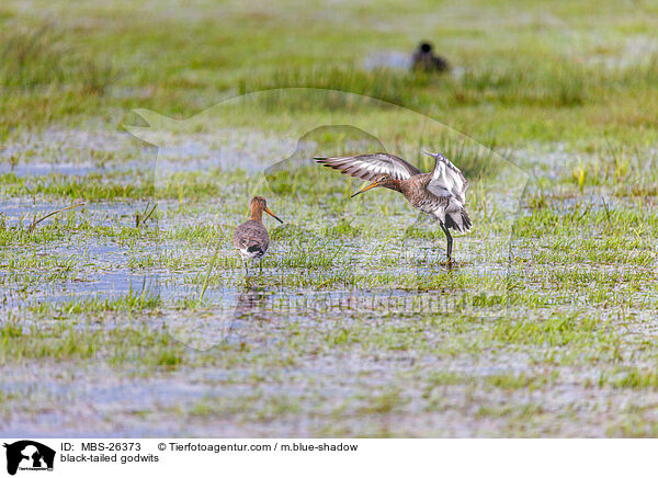 Uferschnepfen / black-tailed godwits / MBS-26373