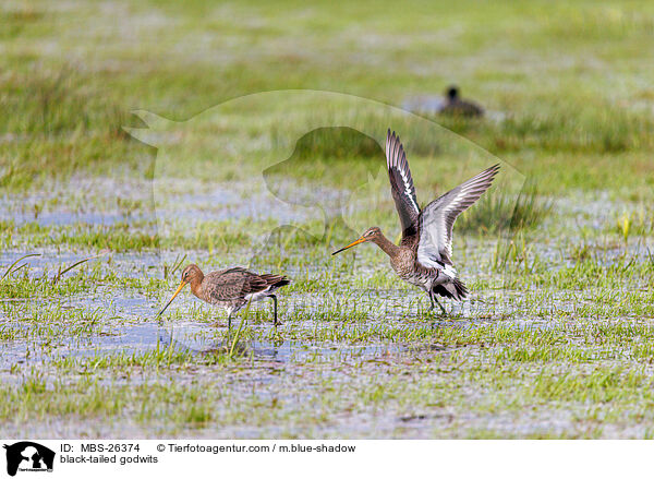 Uferschnepfen / black-tailed godwits / MBS-26374