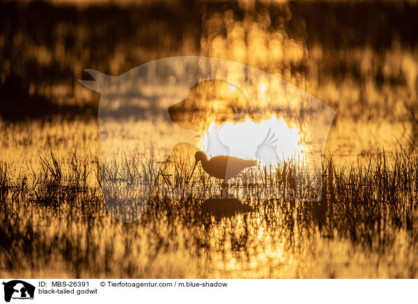 Uferschnepfe / black-tailed godwit / MBS-26391