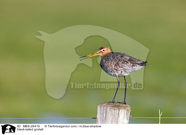 black-tailed godwit / MBS-26410