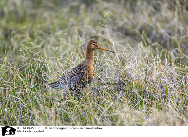 Uferschnepfe / black-tailed godwit / MBS-27888