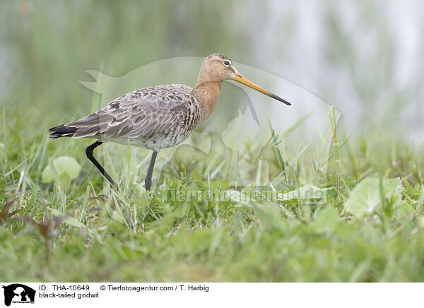 black-tailed godwit / THA-10649