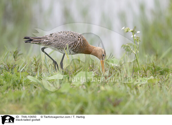 black-tailed godwit / THA-10650