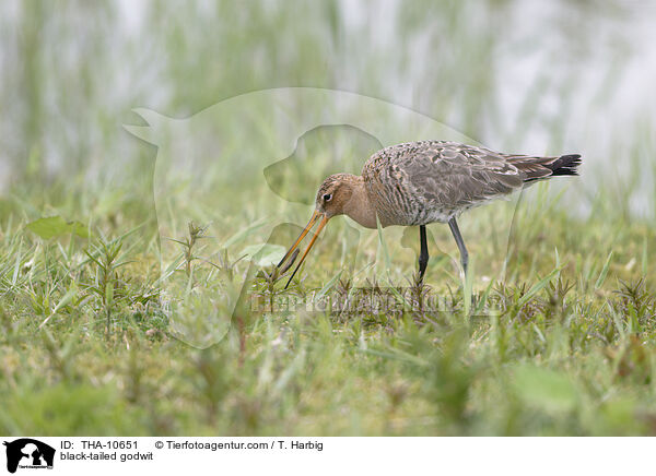 Uferschnepfe / black-tailed godwit / THA-10651