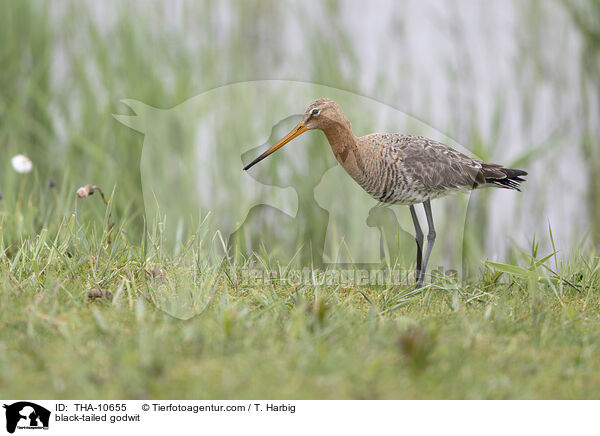 Uferschnepfe / black-tailed godwit / THA-10655