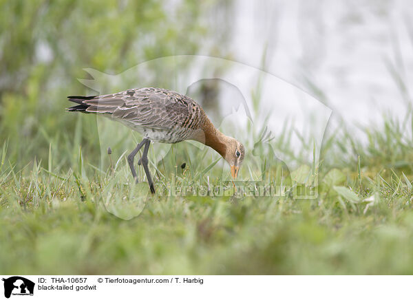 Uferschnepfe / black-tailed godwit / THA-10657