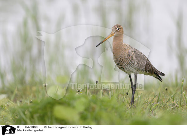 black-tailed godwit / THA-10660