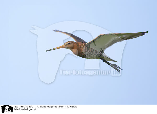 black-tailed godwit / THA-10809