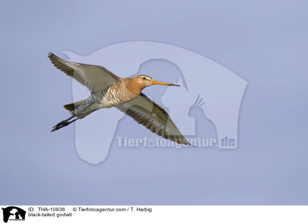 Uferschnepfe / black-tailed godwit / THA-10836