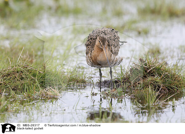 Uferschnepfe / black-tailed godwit / MBS-28317