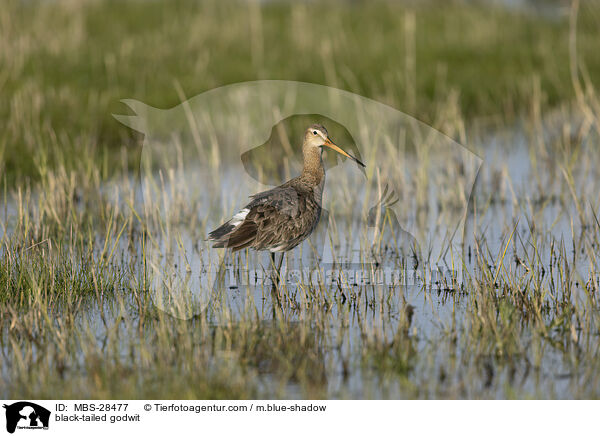 Uferschnepfe / black-tailed godwit / MBS-28477