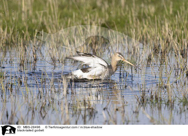 Uferschnepfe / black-tailed godwit / MBS-28496