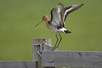 Black-tailed godwit