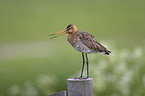 Black-tailed godwit