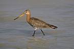 black-tailed godwit