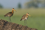 black-tailed godwits