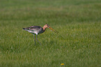 black-tailed godwit