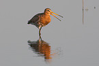 black-tailed godwit