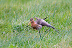 black-tailed godwit