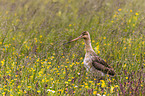 black-tailed godwit