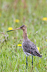 black-tailed godwit