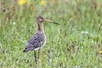 black-tailed godwit