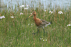 black-tailed godwit