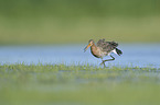 black-tailed godwit