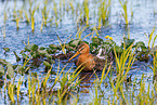 black-tailed godwit