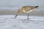 black-tailed godwit